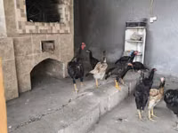 Chickens — photo 5