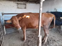 母牛, Red Estonian cattle — 照片 2
