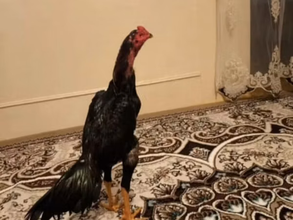 Chickens