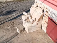 Chickens — photo 1