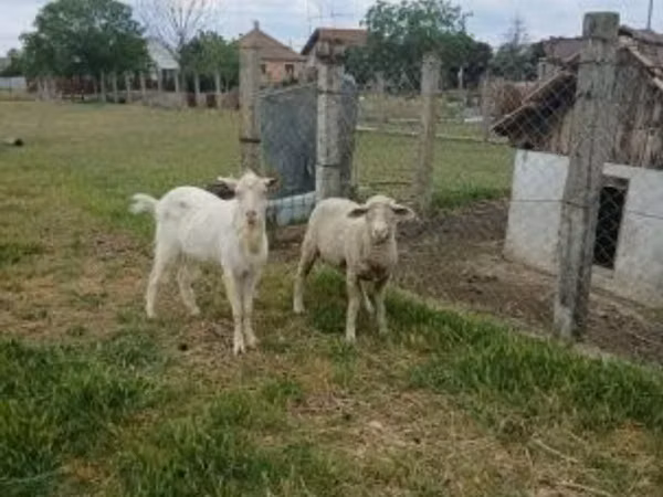 Ram, Merino sheep