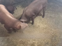 Pigs (batch, sex not specified) — photo 4