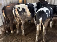 母牛, Russian Black pied cattle — 照片 1