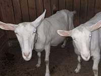 Cabra, Saanen goat — foto 4
