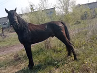 公马, Altai horse — 照片 5