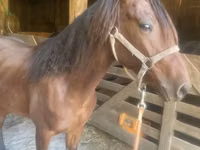 Caballo, Rocky Mountain Horse — foto 4