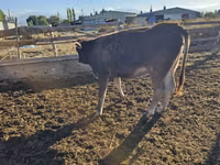 Kuh, Swiss cattle — Foto 4