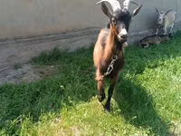 عنزة, Czech Brown Shorthaired goats — الصورة 2