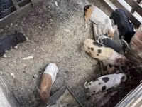 Schweine (Partie, Geschlecht nicht angegeben), Schweine — Foto 8