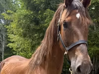 Stute, Dutch warmblood horse — Foto 1