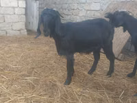Goat, Damask goat — photo 4