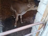 सांड, लाल-धब्बेदार नस्ल — फ़ोटो 1