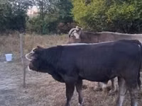 Bulle, Braune Karpatenrasse — Foto 1