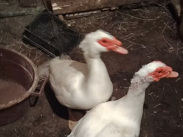 Ducks