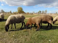 نعجة, Tsigai sheep — الصورة 2