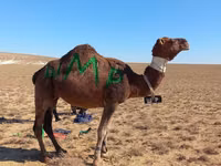 Camello, Arvana camel — foto 2