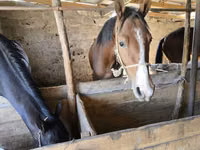 Horse (M), Horses — photo 2