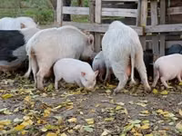 Schweine (Partie, Geschlecht nicht angegeben) — Foto 2