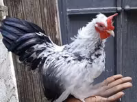 Gallinas Shamo — foto 3