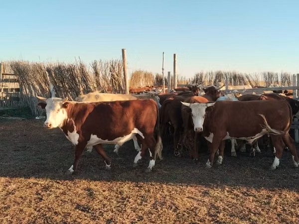 Toro, Simmental cattle