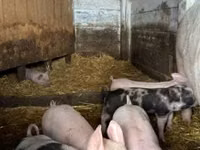 Schweine (Partie, Geschlecht nicht angegeben), Schweine — Foto 4