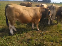 सांड, Aubrac cattle — फ़ोटो 5