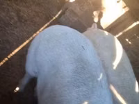 Schweine (Partie, Geschlecht nicht angegeben) — Foto 3