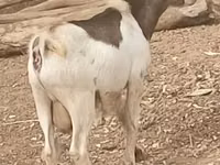 बकरियाँ (लॉट, लिंग निर्दिष्ट नहीं), Nubian Goat — फ़ोटो 2