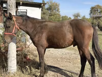 Hengst, Kyrgyz Horse — Foto 3