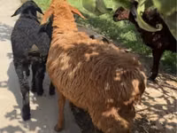 Sheep, Sheep — photo 2