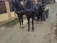 घोड़ा, Dutch warmblood horse — फ़ोटो 6
