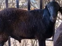 Ram, Kazakh fat-tailed coarsewool sheep — photo 1