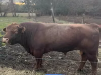 公牛, Aberdeen-Angus — 照片 1