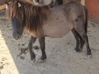 فرس, Shetland Pony — الصورة 7