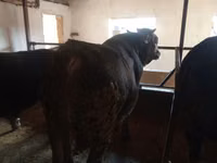Bull, Aberdeen-Angus — photo 1