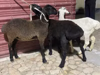 Sheep (batch, sex not specified), Sheep — photo 6