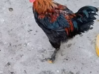 ماران — الصورة 1