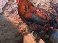 मराँस — फ़ोटो 2