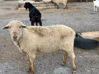 मेढ़ा, Hampshire sheep — फ़ोटो 7