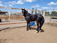 公马, Akhal-Teke — 照片 7