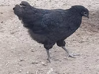 Australian Pit Game fowl — Foto 2