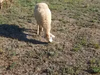 Oveja, Karabakh sheep — foto 7