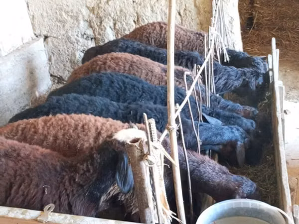 Ram, Sheep