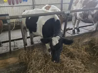 Cow, Russian Black pied cattle — photo 4