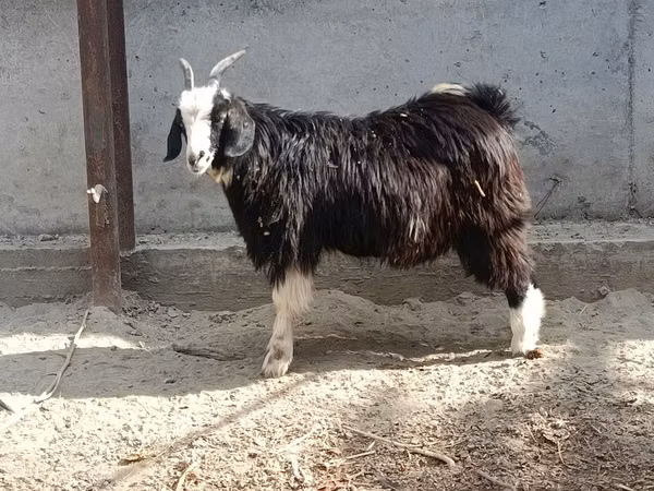 Goat, Goats