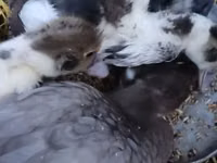 Ducks — फ़ोटो 4