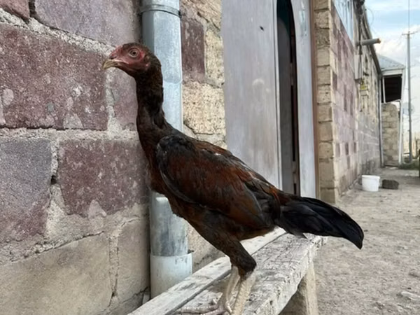 Juego australiano