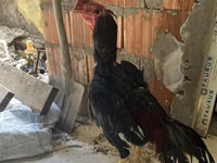 Chickens — الصورة 1