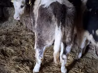بقرة, Simmental cattle — الصورة 1