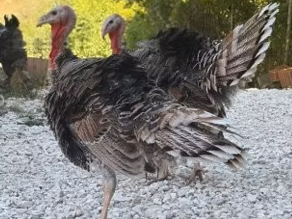 Turkeys